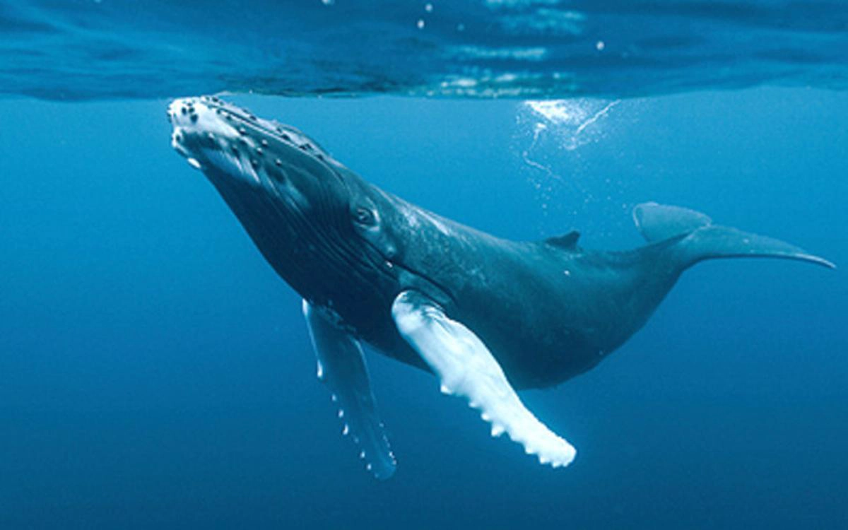 El Canto de las Ballenas